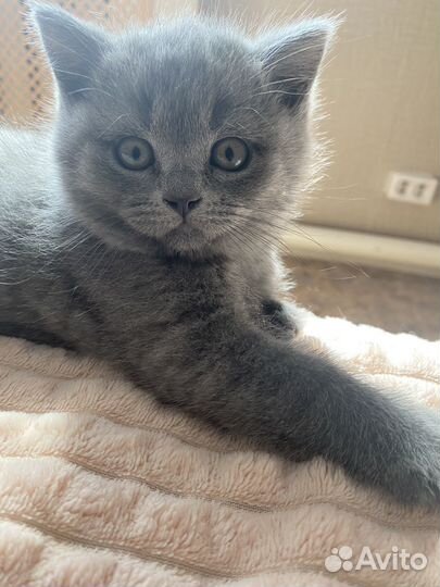 Британская кошка