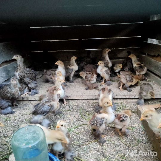 Цыплята
