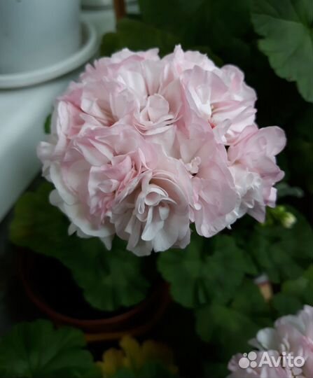 Пеларгонии