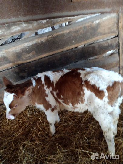 Коровы и телки