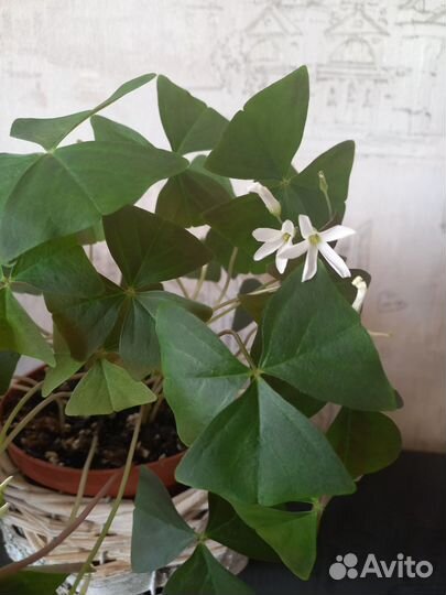 Кислица (оксалис)