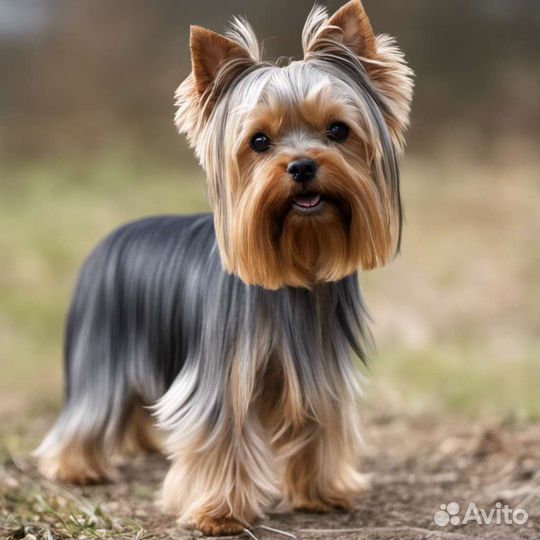 Стрижка собак