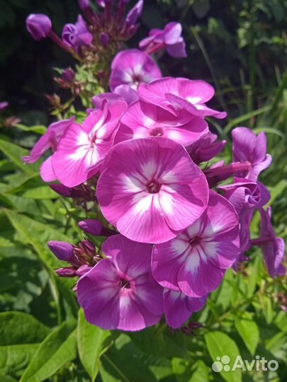 Садовые цветы многолетники