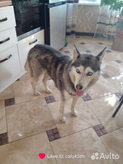 Потерялась собака хаски девочка