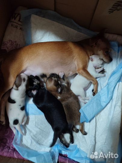 Щенки чихуахуа