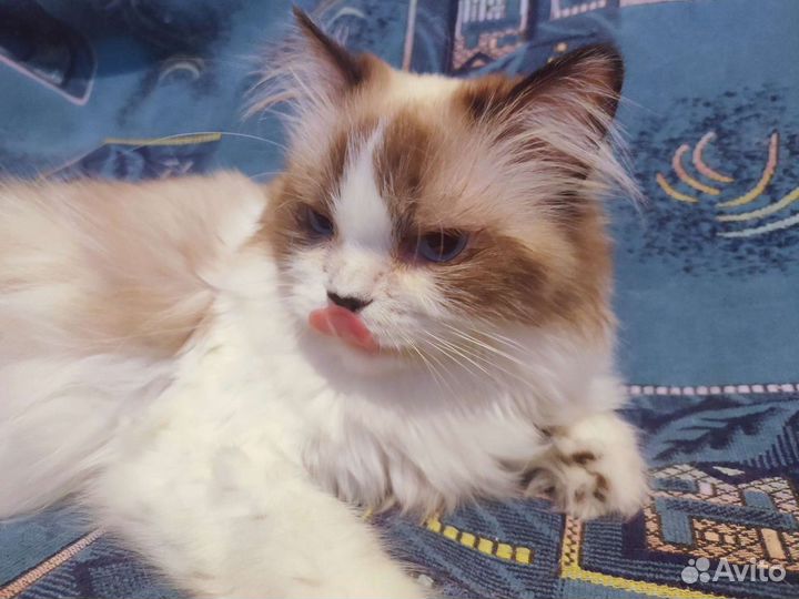 Кошка Сонечка