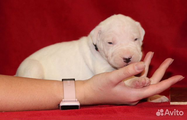 Аргентинский дог щенки на сент и на ноя-дек
