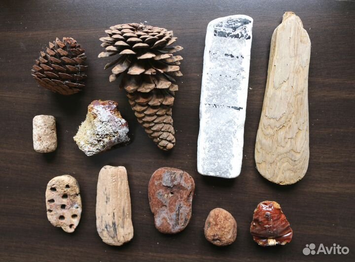 Морские находки 2 набора дерево шишки, ракушки