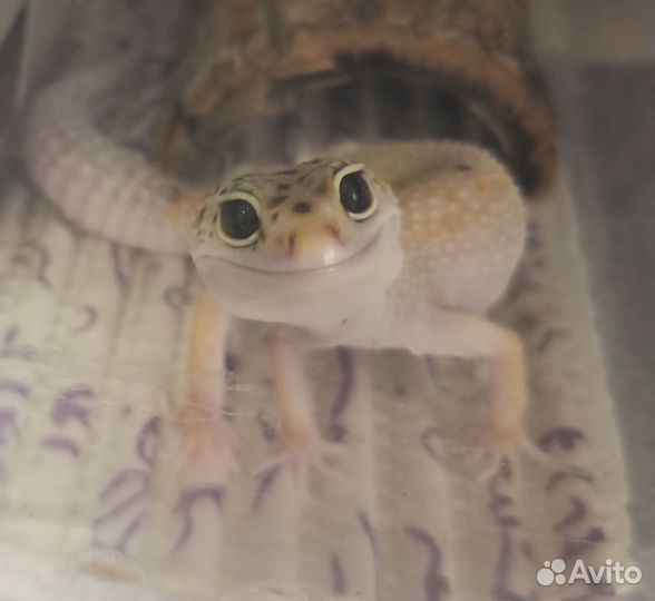 Леопардовые гекконы