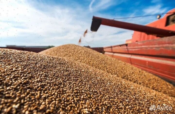 Пшеница, овес, ячмень