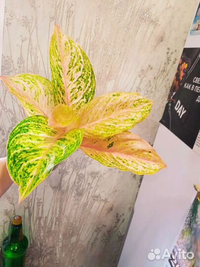 Сортовые аглаонемы