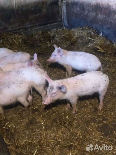 Поросенок ландрас