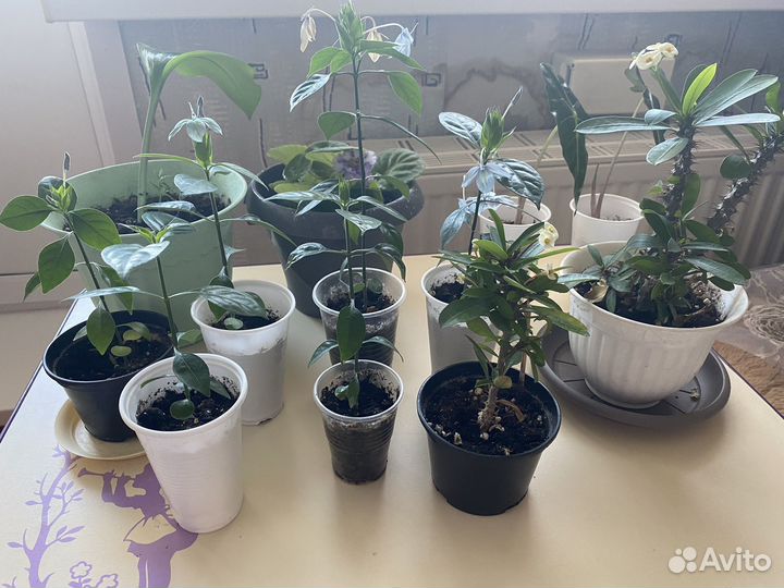 Комнатные цветы