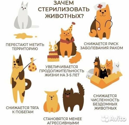 Ветврач на дом