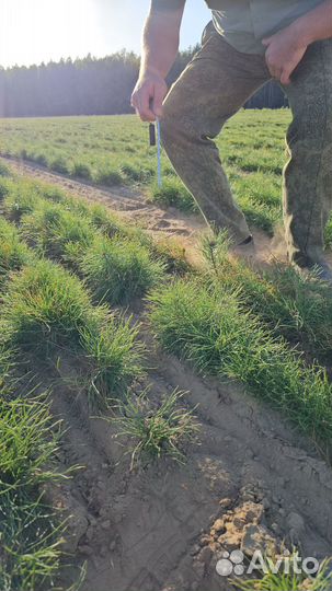 Саженцы сосны окс