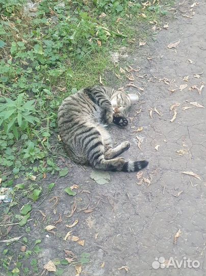 Найден домашний кот