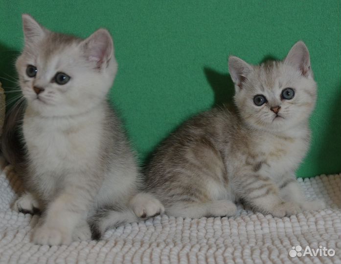 Мальчики серебристые шиншилы