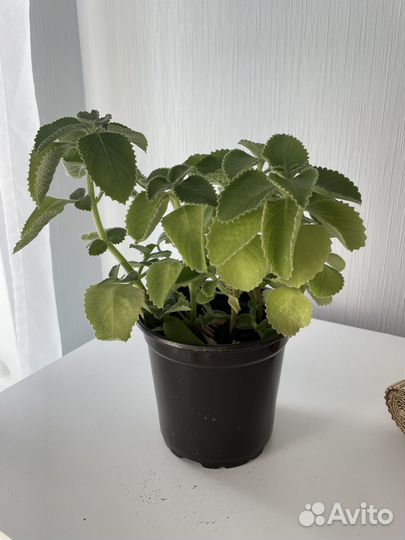 Плектрантус