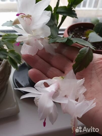 Декабрист шлюмбергера