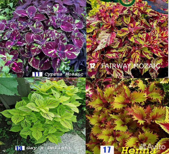 Колеусы вегетативные