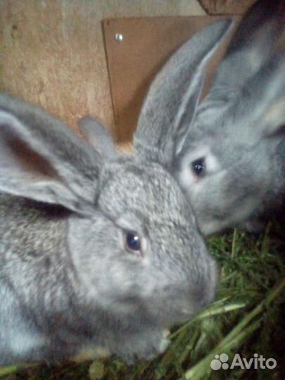 Крольчата