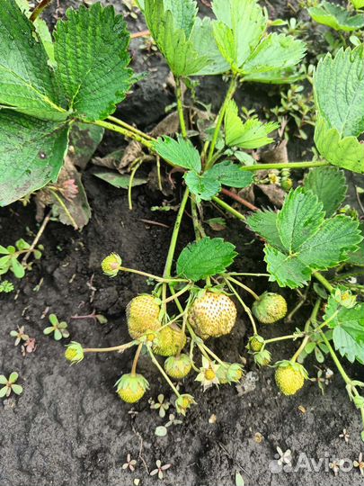 Саженцы клубники плодоносит до сентября