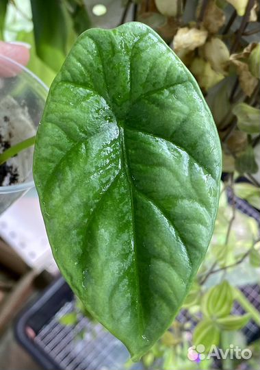 Алоказия Реверса, Синуата, Регал Шилдс, Ниндзя