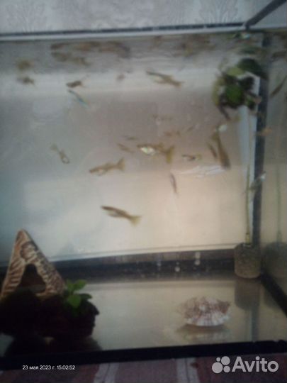 Аквариумные рыбки