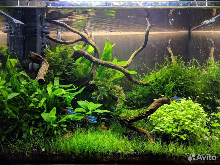 Блюдрим (неокардины) в аквариум