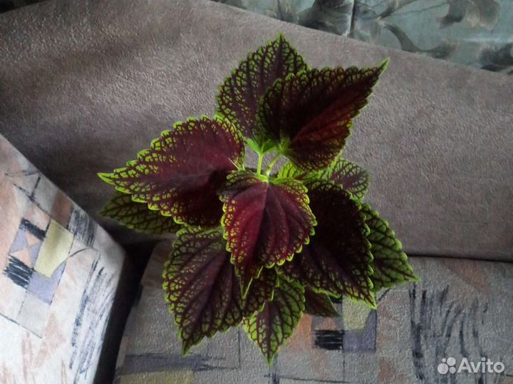 Излишки домашних цветов