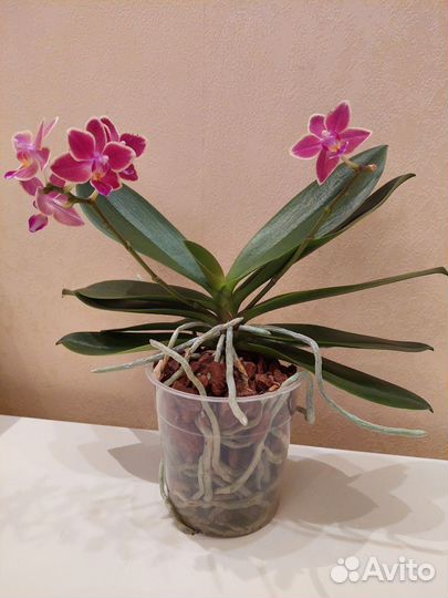 Орхидея фаленопсис