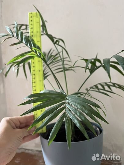 Хамедорея пальма