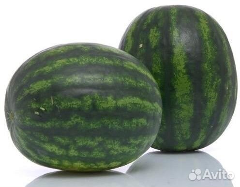 Семена Арбуза 