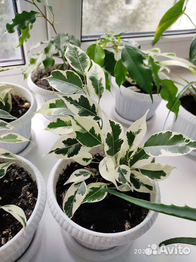 Фикус бенджамина пестролистный