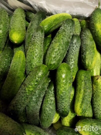 Огурцы свежие домашние