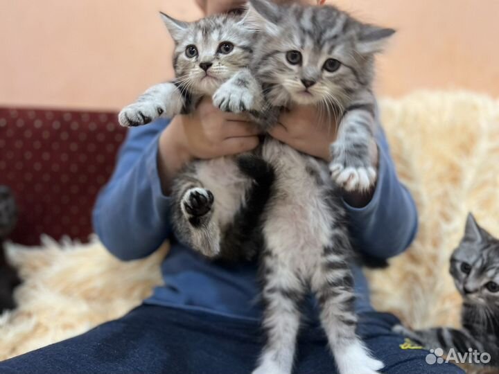 Шотландские котята