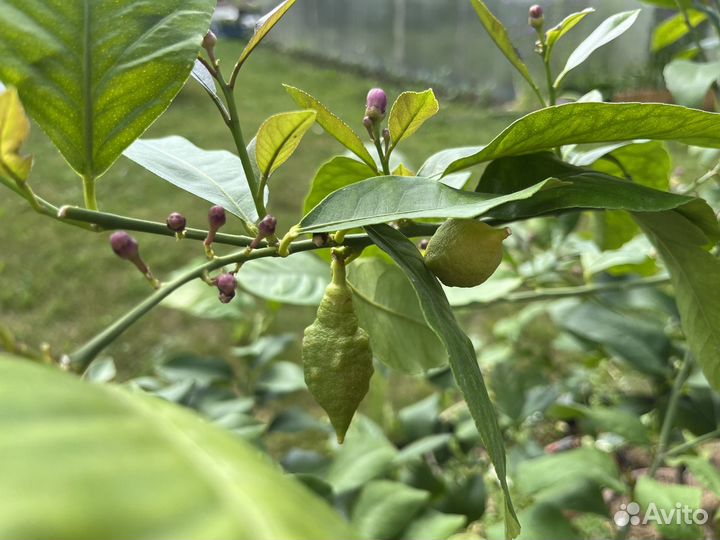 Лимон лунарио павловский укорененные черенки