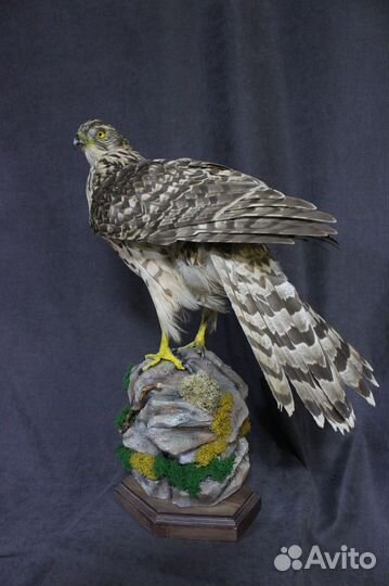 Чучело птицы, хищная птица, таксидермия