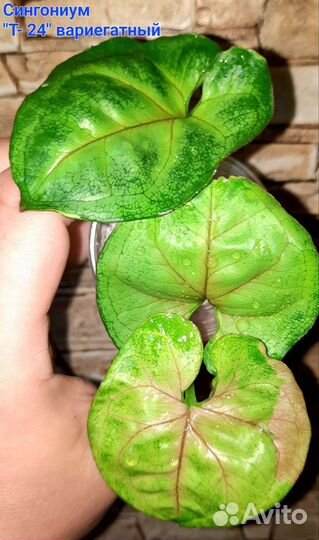 Сингониумы сортовые