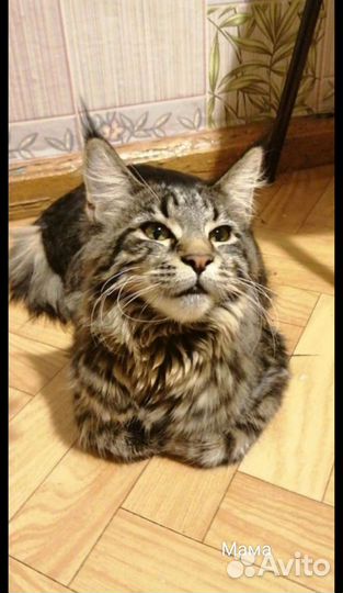 Котята Мейн-кун
