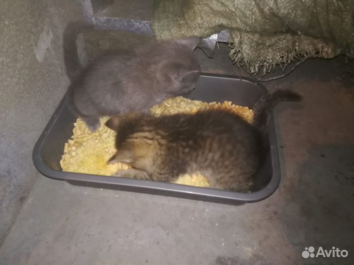 Отдам в добрый руки, котята мальчик и девочка