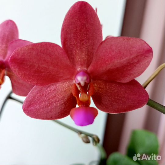 Орхидея фаленопсис