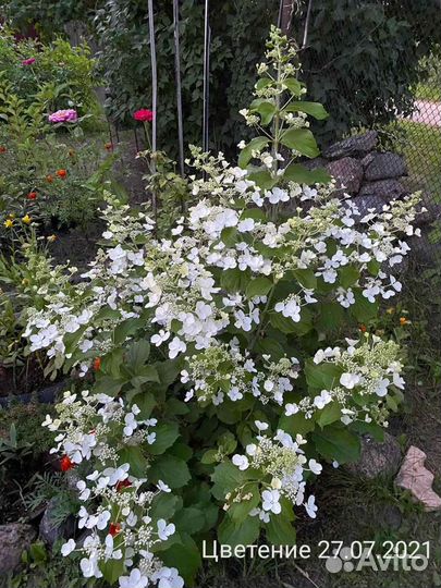 Гортензия метельчатая