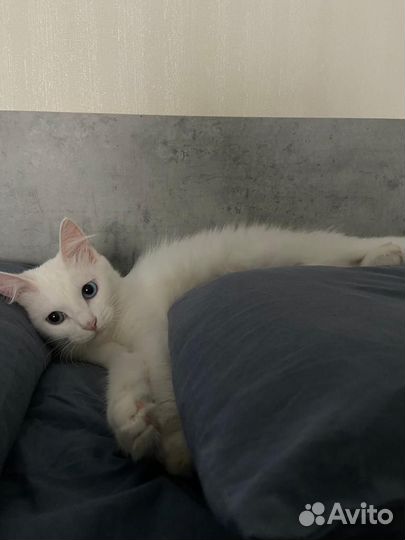 Отдам в хорошие руки