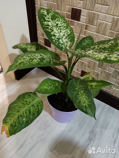 Диффенбахия