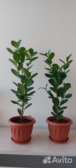 Фикус микрокарпа мокламе