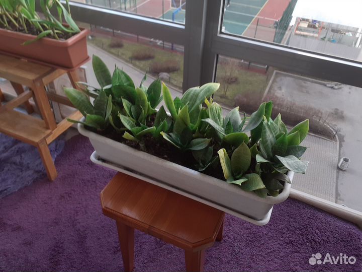 Цветы комнатные/уличные: Сансивиерия,Безвременник