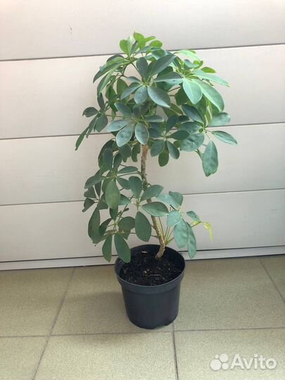 Шефлера 55 см в горшке