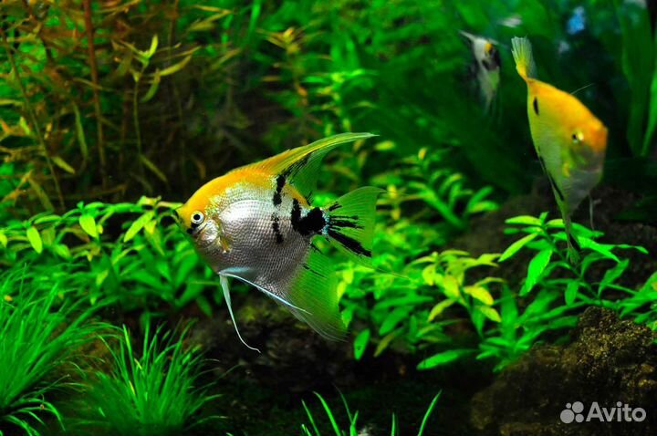 Рыбки Скалярии