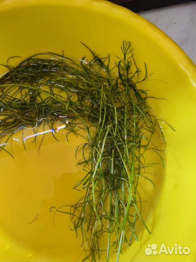 Аквариумные растения прополка